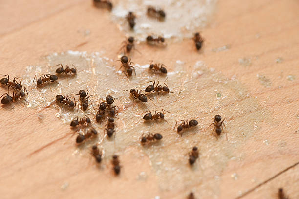Best Local Pest Control Services  in Rathdrum, ID